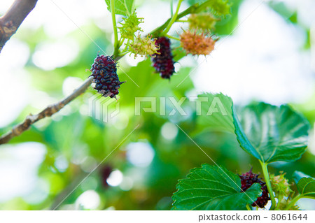 Mulberry Mulberry 8061644