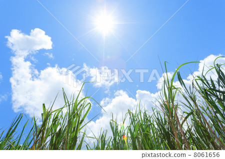 Sugarcane field and sun 8061656