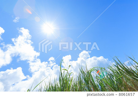 Sugarcane field and sun Sugarcane field and sun 8061657
