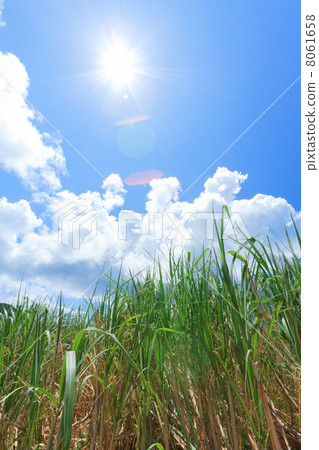 Sugarcane field and sun Sugarcane field and sun 8061658