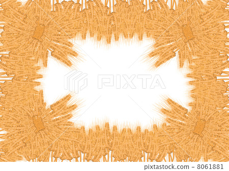 Wheat ears Wheat ears 8061881