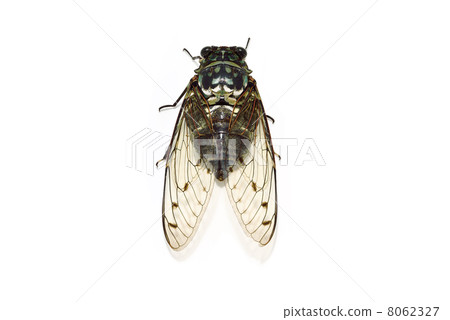 Ming-Min Semi 8062327