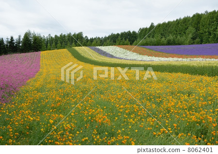 Farm Tomita, Ayano field Farm Tomita, Ayano field 8062401