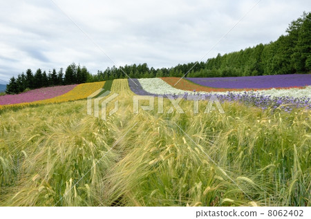 農場富田，綾野場 8062402