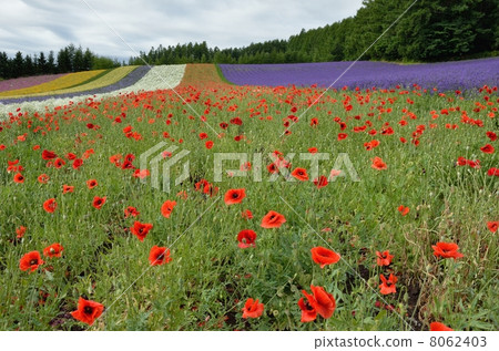 富田農場,罌粟田 富田農場,罌粟田 8062403