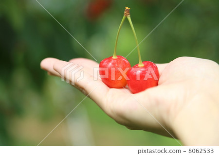 櫻桃在手邊 8062533