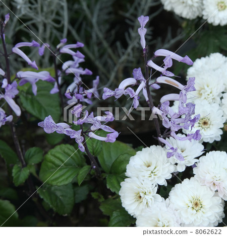 Plectranthus mona薰衣草和菊花 8062622