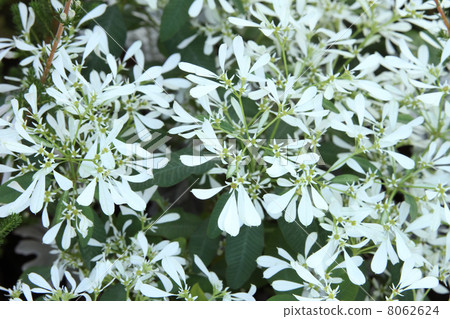 大戟·Shirayukihime 8062624