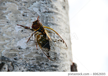 白樺Cohozemi 白樺Cohozemi 8062693