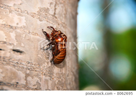 Coat of white birch crayfish Coat of white birch crayfish 8062695