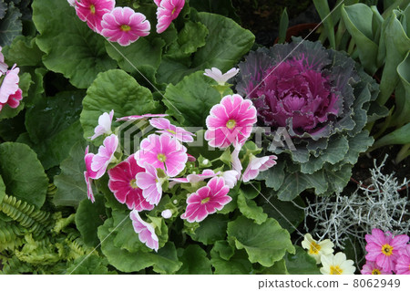 Primula · Obconica and Habotan 8062949