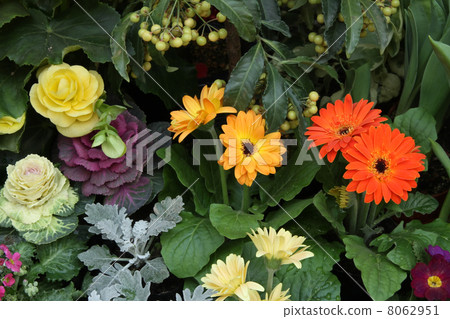 flower bed  8062951