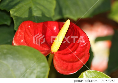 安祖花Andrea Nam 8062968