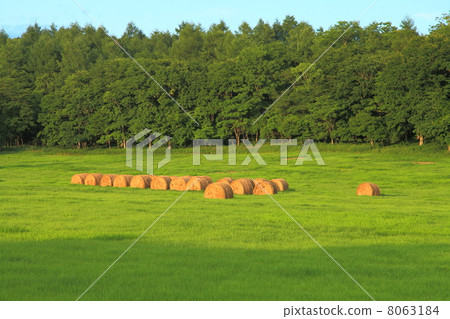 夏天北海道牧場 夏天北海道牧場 8063184