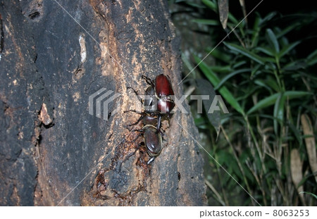 Beetle Beetle 8063253