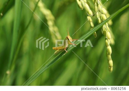 巴坦加粳稻幼蟲 巴坦加粳稻幼蟲 8063256