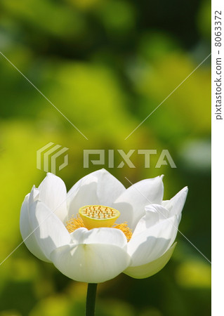 白蓮花 8063372