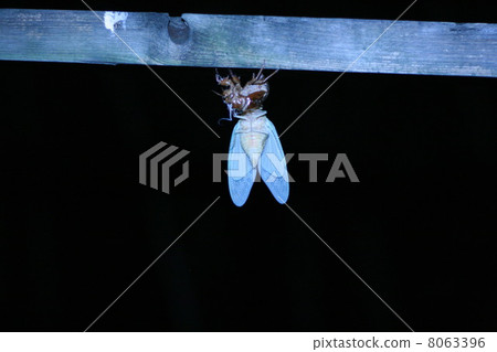 Cicada molting 8063396