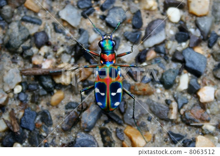 韓Mio 韓Mio 8063512