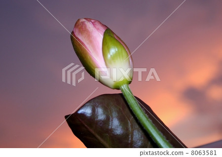 蓮花的芽 8063581