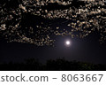 Moon view cherry tree 8063667
