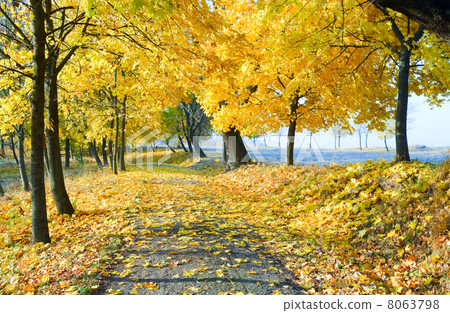 autumn maple trees in park autumn maple trees in park 8063798