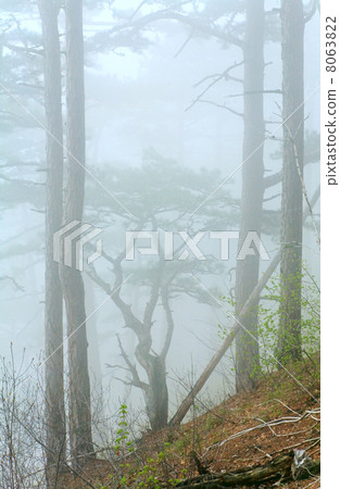 Dense fog in summer pine forest 8063822