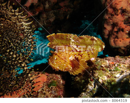 Hadaka Haokoze 8064319