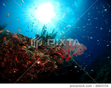 美麗的水下景觀 8064356