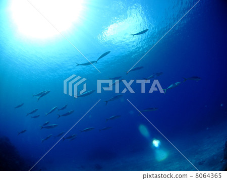 Flock of Zumbri 8064365