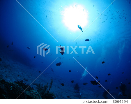 Fish school silhouette Fish school silhouette 8064394