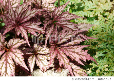 Rex Begonia Benitto Chiba 8064523