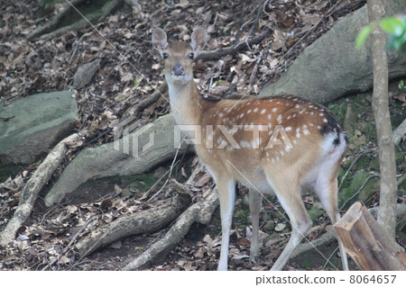 Bambi Bambi 8064657