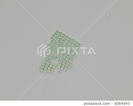 主要Risumo交易 8064843