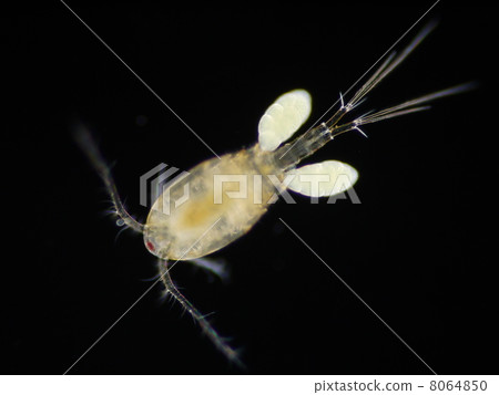 鋸末蘑菇 鋸末蘑菇 8064850