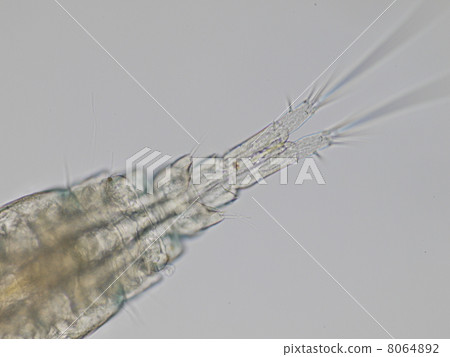 Copepodido Copepodido 8064892