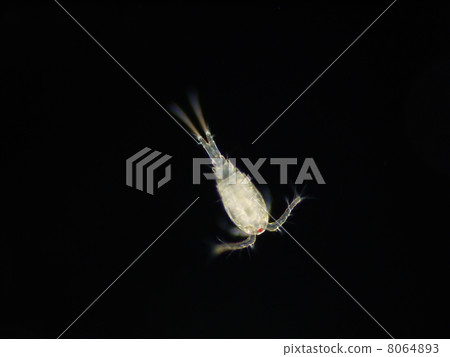Copepodido Copepodido 8064893