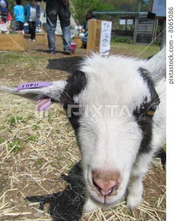 山羊（鴕鳥王國/千葉縣袖浦市） 8065086