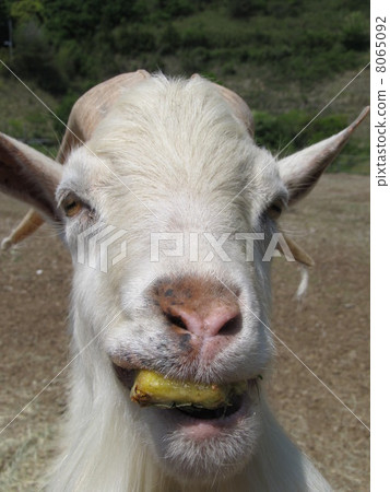 白山羊吃菠蘿（鴕鳥王國/千葉縣袖浦市） 8065092