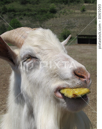 白山羊吃菠蘿（鴕鳥王國/千葉縣袖浦市） 8065093