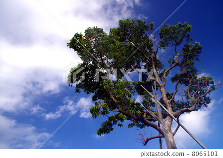 在藍天的綠色 8065101