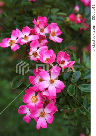 Mini-rose Bonsai (Azumino) Mini-rose Bonsai (Azumino) 8065141
