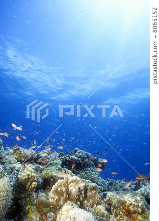 Coral of Okinawa and Tropical Fish Coral Coral Reef Branch Coral Underwater Underwater Coral Tropical Fish Ishigakijima Maibara Diving Coral of Okinawa and Tropical Fish Coral Coral Reef Branch Coral Underwater Underwater Coral Tropical Fish Ishigakijima Maibara Diving 8065152