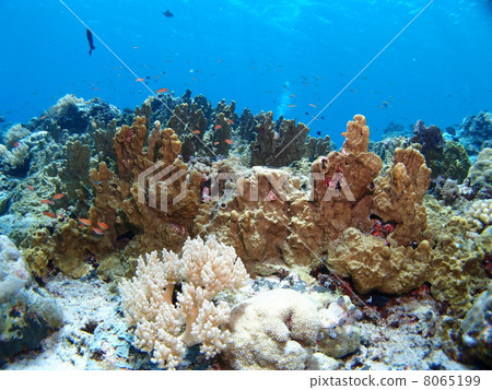 Strange coral 8065199