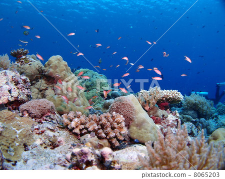 Palau coral reefs and tropical fish 8065203