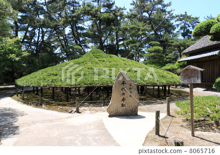 "Kamikawa Prefecture Marugame City" Nakatsu Millenial Garden "(Marugame Clan Kyogokuya's Migrant Daimyo Garden)" Great umbrella pine " 8065716