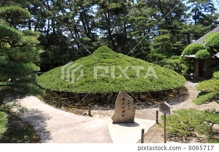 "Kamikawa Prefecture Marugame City" Nakatsu Millenial Garden "(Marugame Clan Kyogokuya's Migrant Daimyo Garden)" Great umbrella pine " "Kamikawa Prefecture Marugame City" Nakatsu Millenial Garden "(Marugame Clan Kyogokuya's Migrant Daimyo Garden)" Great umbrella pine " 8065717