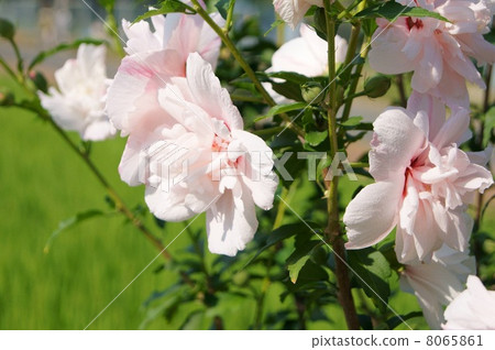 Double-bloom mugue (light peach) 8065861