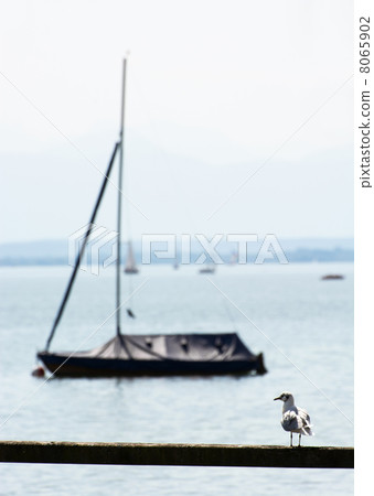 Coastal seagull with boat 8065902