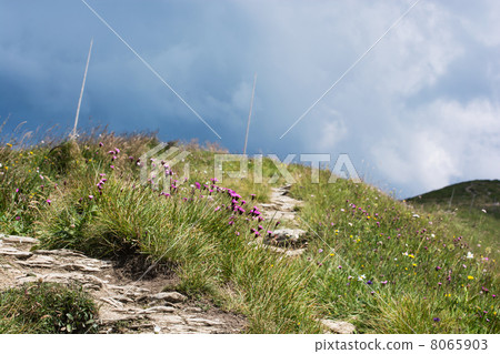Footpath in the mountains and flowers 8065903